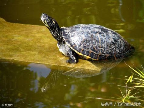 家裏養烏龜 風水